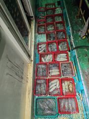신동화레져 전갱이 조황 사진