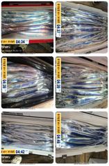 영운항 들물낚시 갈치 조황 사진