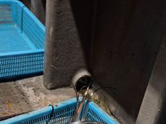상장항 금바다피싱 갈치 조황 사진