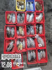 당포항 레저호 조황 사진