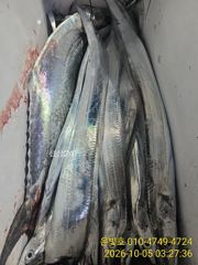 수도항(진해) 진해은빛피싱 갈치 조황 사진