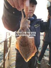 8일, 군산은 갑오징어 천국~새벽에 더 많이 나오네요~실시간~군산낚시프라자 챔피언호