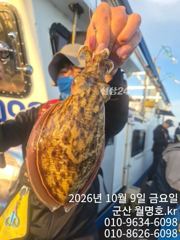 비응항 월명호 갑오징어,문어 조황 사진