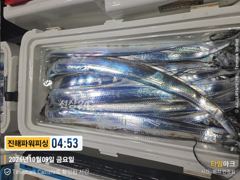 수도항(진해) 진해파워피싱 갈치 조황 사진