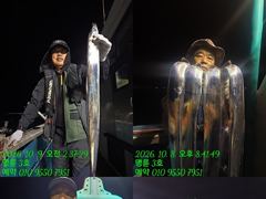 (14석통영명륜3호)은빛갈치 쿨러만땅 씨알도~굿굿 왕창 잡았습니다(계속예약가능 010.9550.7951)