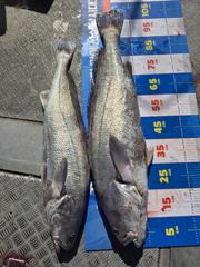 격포항 대박 1 호 민어 조황 사진