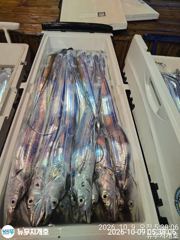 이운항 뉴무지개호 갈치 조황 사진