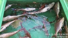 [거제] 먼바다참돔 67외 중치급들 마리수