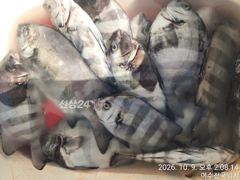 신월항 전국낚시(씨울프호) 조황 사진