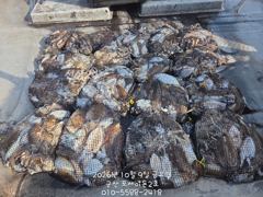 9일, 군산 쭈구미랑,갑이랑~많은양으로 나오고 있어요~망탱이 대박~군산낚시프라자 포세이돈 2호