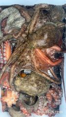 가조도권 돌문어 “”키로키로키로“” 외 초대박 조황~!! 낼 예약가능~