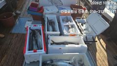 평동항 간절곶피싱호 삼치 조황 사진
