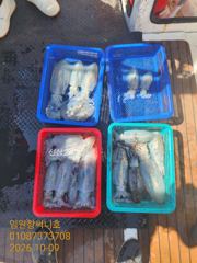 임원항 임원항써니호 조황 사진