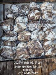 군산대호피싱 주꾸미 조황 사진