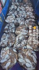 비응항 킹스타호 갑오징어 조황 사진