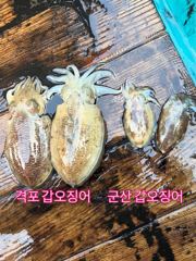 빅터피싱 갑오징어 · 우럭 조황 사진
