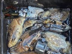 군산프로피싱1 갑오징어 조황 사진