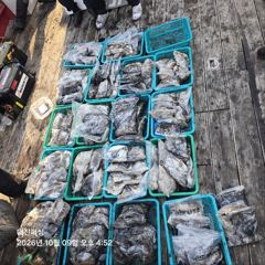 [서천,보령] 10월9일 무창포 대진피싱 왕쭈, 왕갑 조황입니다