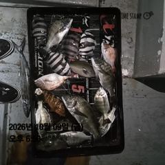 외포항 3해림호 감성돔 조황 사진