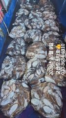 [군산] 군산킹스타호(10/9)갑오징어 굿~마무리조황 (계속해서 출조합니…