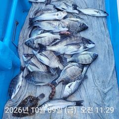 [사천] 삼천포 내만권 감성돔