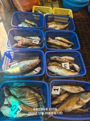 2026년 10월9일 대구라바 조황!!