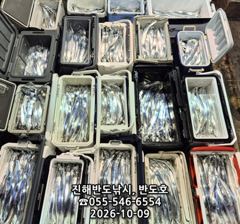 9일,내만갈치,용가리까지,쿨러 넘치게 엄청 나옵니다,매일출항(일,월,화~예약가능)