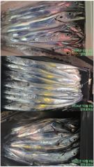 [여수강프로피싱] 백도권 사이즈좋은 갈치 쿨러조황