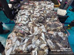 가력도항 골드피싱호 갑오징어 조황 사진