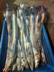 [제주 뉴방주호] 10월9일 갈치조황 씨알이 아주좋습니다.
