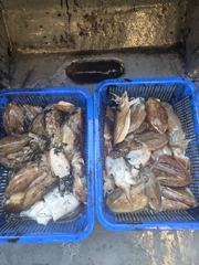 2026.10.09 태안 마검포항 신출항호 갑오징어