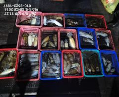 씨스타호 9일 무늬 상황 무K