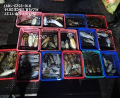 씨스타호 9일 무늬 상황 무K