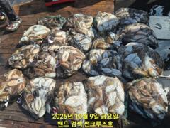 비응항 썬크루즈호 갑오징어 조황 사진