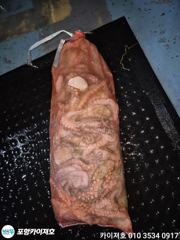[포항] 9일 야간 돌 문어 조황 입니다