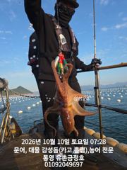 통영 유촌항 금정호 돌문어 조황 사진