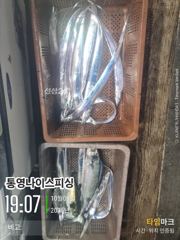 통영나이스피싱!!! 5지급ㅇ부터 시작하였지만 아쉬운 쿨러조황 일요일 몇자리여유