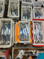 10일새벽 씨알큰 내만갈치 계~속 좋은 조황~!! 일요일부터 예약가능