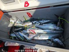 10/토, 오전ㅡ계속 너무 잡혀서 큰일입니다, 대삼치, 고시, 방어들!