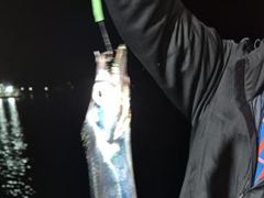 원전항 스텔라호 갈치 조황 사진