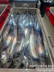 삼포항 엿쟁이낚시 갈치 조황 사진