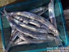 삼포항 해신호 갈치 조황 사진