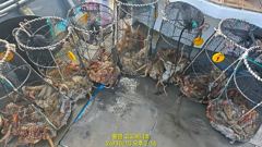 (문어)초~대박 대물터 KKKK 외 전원 마릿수 폭팔~고고써니호(11일 예약)