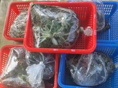 삼천포 광용호 쭈꾸미 조황입니다~!! 장원110수 낼 자리여유
