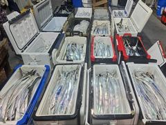 행암항 대성낚시 갈치 조황 사진