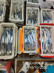 10일새벽 씨알큰 내만갈치 계~속 좋은 조황~!! 일요일부터 예약가능