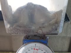 10/10 대물돌문어 2300g1400g외 중치급 왕창.. ( 내일예약가능 )