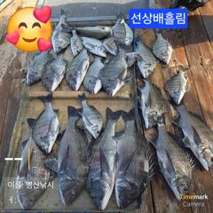 마리개항 병산낚시레저호 감성돔 조황 사진