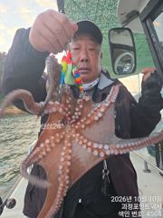제덕항 포인트호 돌문어 조황 사진