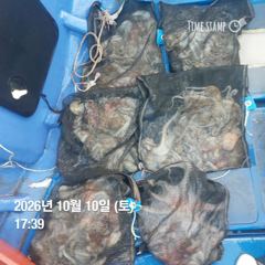 구룡포항 제2대일호 문어 조황 사진